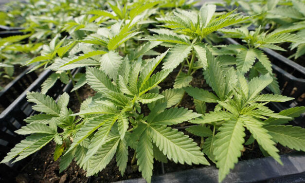 Marijuana worth $26 million seized by JDF